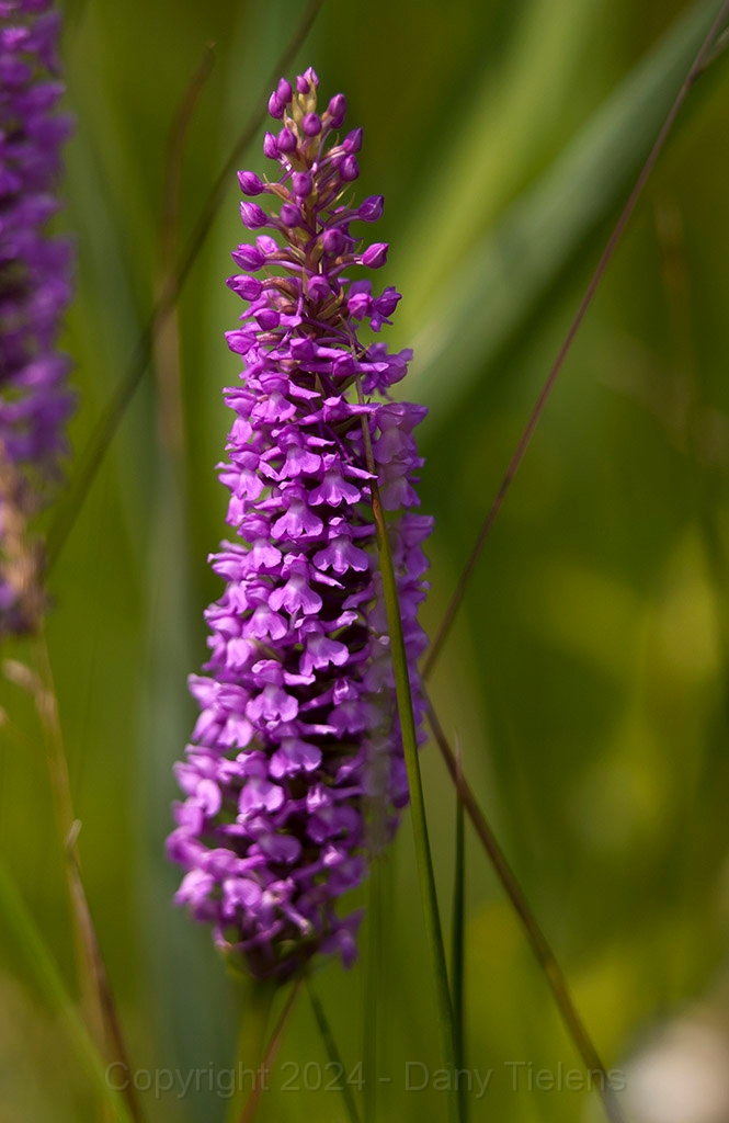 Muggenorchis -  12.07.13 - 02.jpg